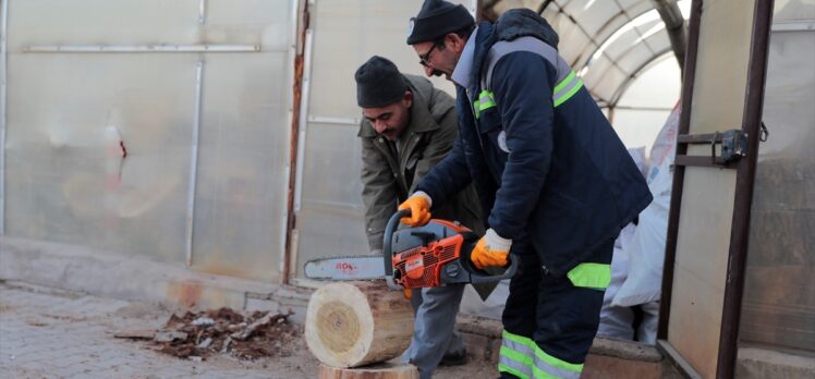 Nevşehir'de budanan ağaçlar dar gelirli ailelere yakacak oluyor