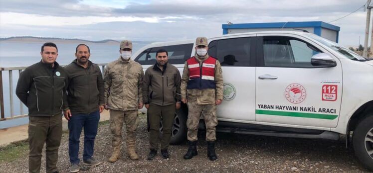 Şanlıurfa'da nesli tükenme tehlikesi altındaki çizgili sırtlan yolda ölü bulundu