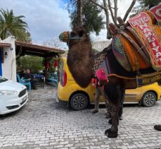 Bodrum'da deve güreşi festivali develerin kortej yürüyüşüyle başladı
