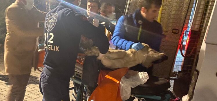 Eskişehir'de sağlık ekibi yolda yaralı bulduğu köpeği ambulansla veteriner hekime götürdü