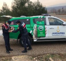 Gaziantep'te yaralı baykuşa jandarma sahip çıktı