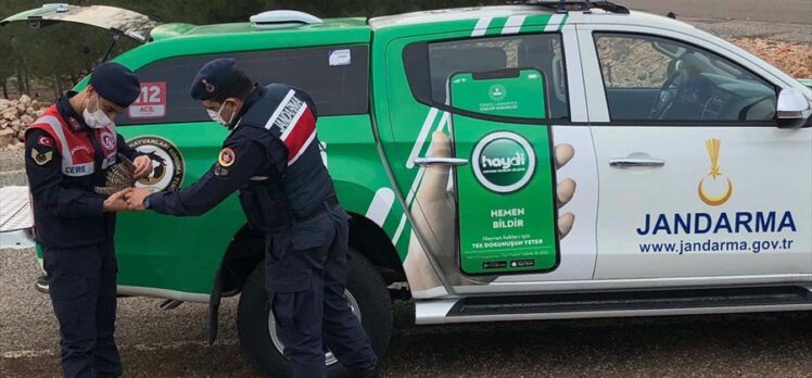 Gaziantep'te yaralı baykuşa jandarma sahip çıktı