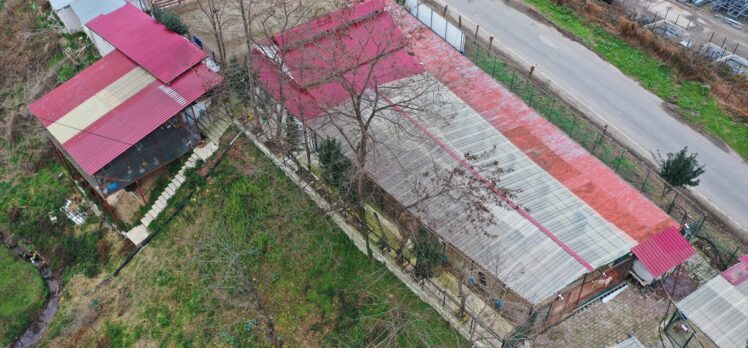 Giresun'daki barınak sokak hayvanlarına şifa oluyor