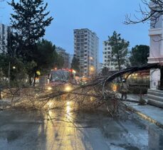 Kadıköy'de kuvvetli rüzgar nedeniyle ağaç devrildi