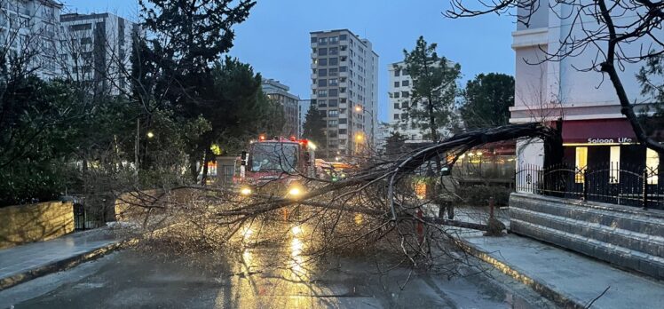 Kadıköy'de kuvvetli rüzgar nedeniyle ağaç devrildi