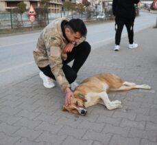 Karabük'te otomobilin çarptığı köpek tedavi altına alındı