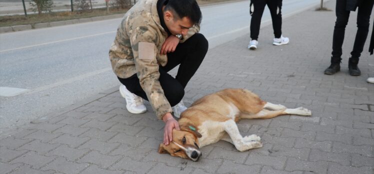 Karabük'te otomobilin çarptığı köpek tedavi altına alındı