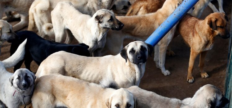 Kayseri'de tehlikeli tür köpekler sokak yerine sıcak yuvalarında yaşıyor