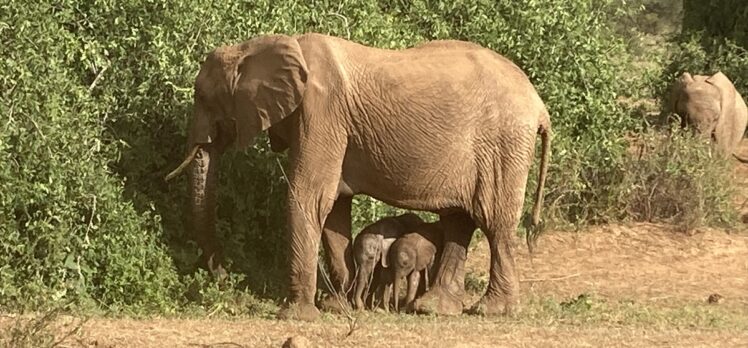 Kenya’da bir fil, eşine az rastlanır şekilde ikiz doğurdu