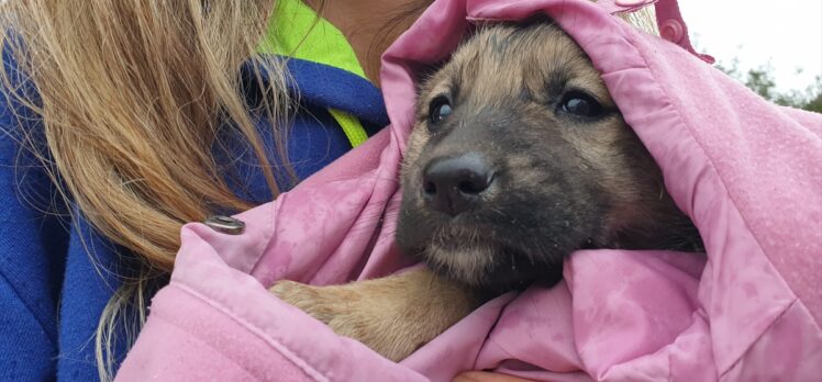 Osmaniye'de sokağa terkedilen köpek yavrularına gençler sahip çıktı