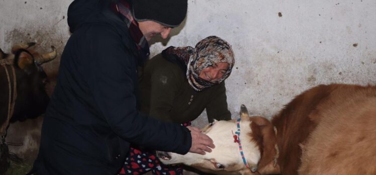 Doğum sırasında felç geçiren inek için ilçe seferber oldu