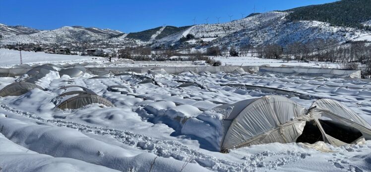 Sevgililer Günü için hazırlanan 2 milyon dal gül kardan çöken seranın altında kaldı