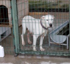 Yasaklı köpek ırklarını kayıt altına aldırmayıp sokağa bırakıyorlar