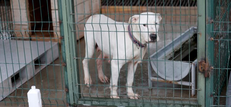 Yasaklı köpek ırklarını kayıt altına aldırmayıp sokağa bırakıyorlar