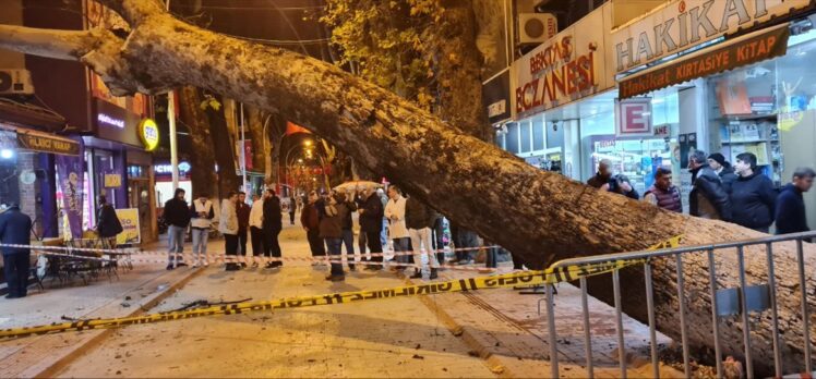 Bursa'da devrilen ağaç iş yerlerine zarar verdi