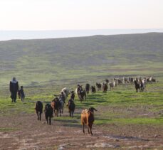 “Suruç koyunu”nun tescillenmesi için çalışma başlatıldı