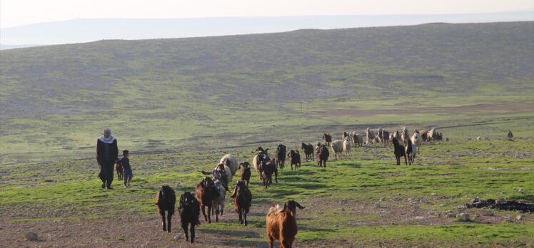 “Suruç koyunu”nun tescillenmesi için çalışma başlatıldı