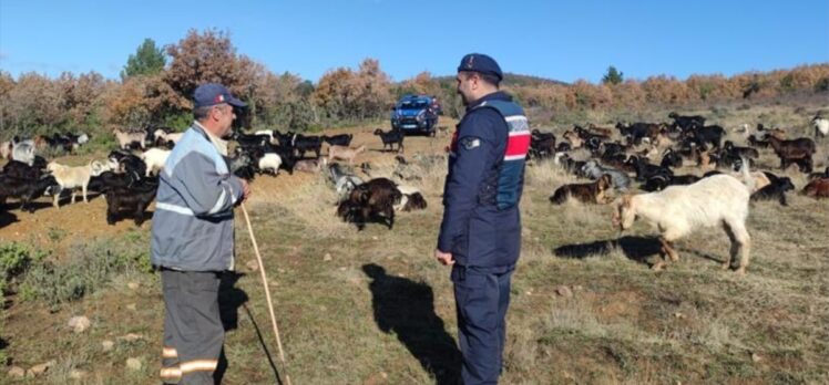 Yalova'da kayıp 400 küçükbaş hayvanı jandarma buldu