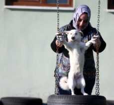 Düzce'de 250 “can dost” geçici bakım evinden yeni sahiplerine kavuştu