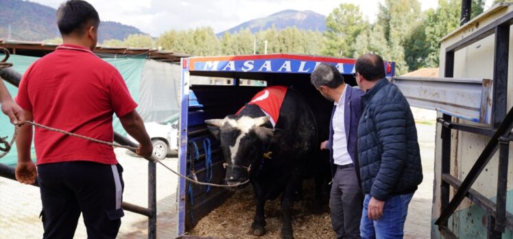 Muğla'da 200 bin liraya satılan danadan 933,5 kilogram karkas çıktı