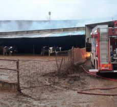 Tekirdağ'da büyükbaş çiftliğinde çıkan yangında 4 buzağı telef oldu