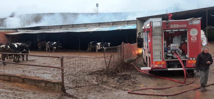 Tekirdağ'da büyükbaş çiftliğinde çıkan yangında 4 buzağı telef oldu