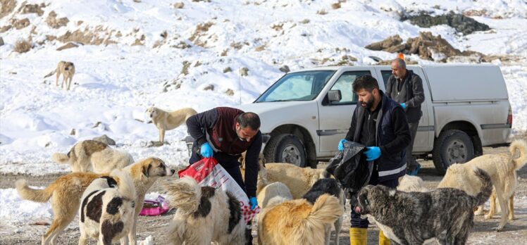 Van'da sahipsiz hayvanlar için 123 noktaya mama bırakılıyor