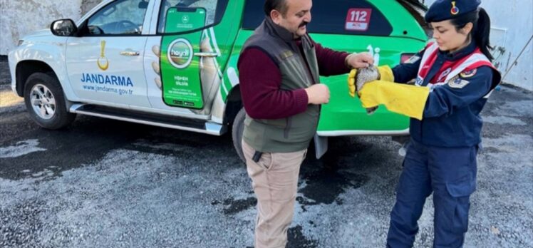 Zonguldak'ta yaralı halde bulunan atmaca tedaviye alındı