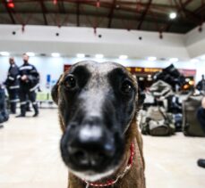 Arama kurtarma köpekleri, hassas burunlarıyla enkaz altındaki yüzlerce cana umut oldu