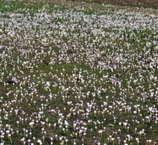 “Baharın müjdecisi” kardelenler Muş Ovası'nı süsledi