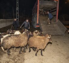 Erzurum'dan depremin vurduğu Hataylı besicilere 212 küçükbaş hayvan desteği