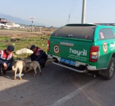 Jandarma ekiplerince deprem bölgesindeki hayvanlara mama desteği