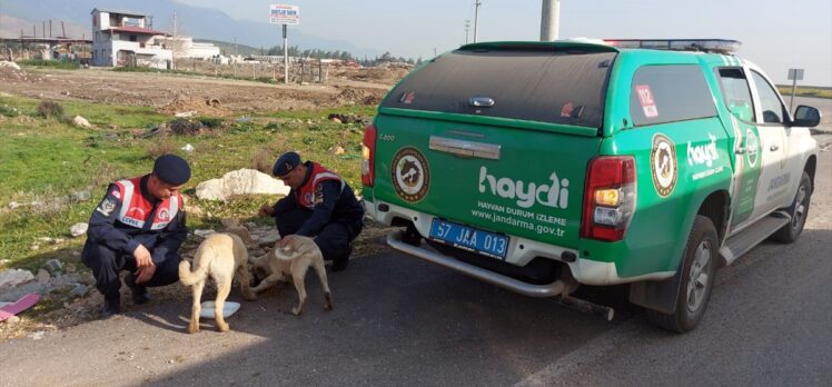 Jandarma ekiplerince deprem bölgesindeki hayvanlara mama desteği