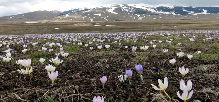 Kars'ta “baharın müjdecisi” kardelenler ve çiğdemler açmaya başladı