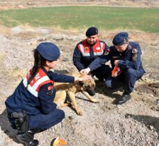 Kırıkkale'de jandarma ekipleri sahipsiz köpeklere reflektörlü tasma takıyor