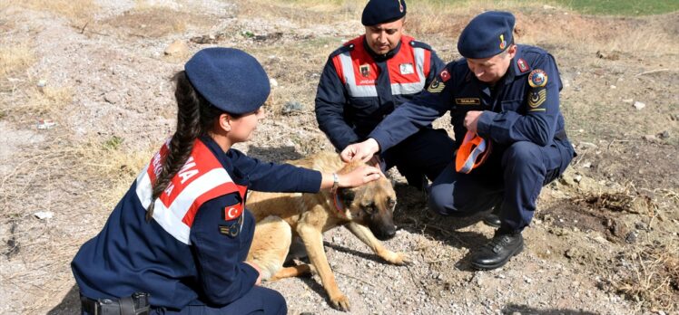 Kırıkkale'de jandarma ekipleri sahipsiz köpeklere reflektörlü tasma takıyor