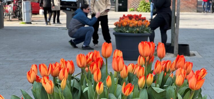 Amsterdam'da laleler sokakları süslemeye başladı