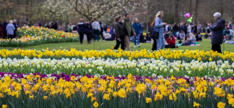 Hollanda'da dünyanın en büyük lale bahçelerinden Keukenhof, kapılarını ziyaretçilere açtı