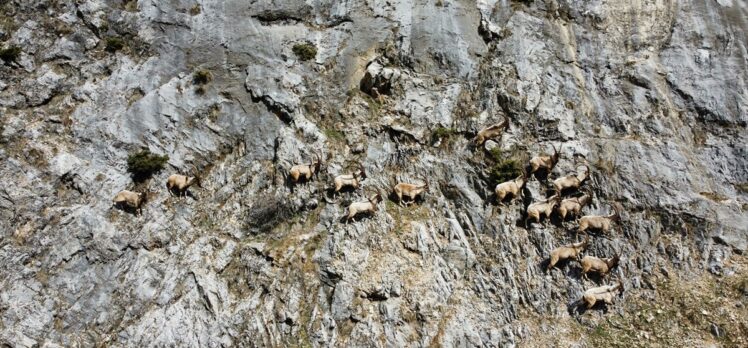 Munzur Dağları'ndaki yaban keçileri dronla görüntülendi