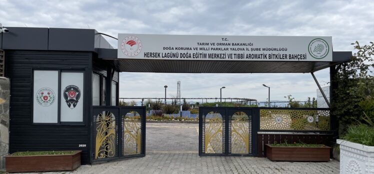 Yüzlerce endemik türün bulunduğu lagündeki bitkiler şifalı çaylara dönüşecek