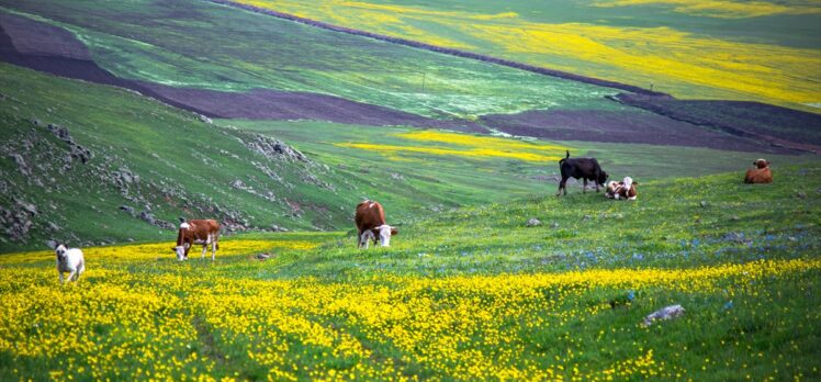 Ardahan'daki Şerefin Dağı ve Üç Tepeler canlanan doğasıyla dağcıların rotasında