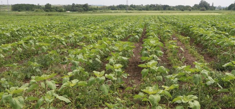 Edirne'de bazı ayçiçeği tarlalarında köse hastalığı görüldü