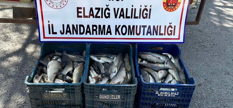 Elazığ'da kaçak avlanan 250 kilo balık ele geçirildi