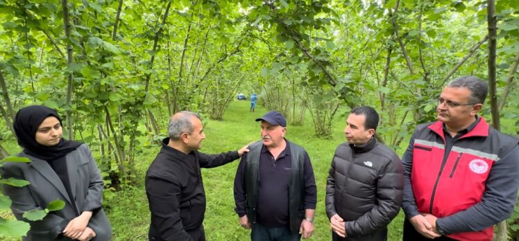 Ordu Valisi Sonel fındık bahçelerinde incelemede bulundu