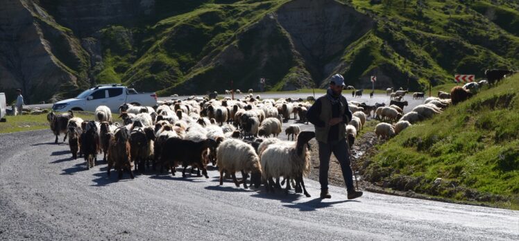 Sonbaharda sıcak bölgelere giden Muşlu besicilerin dönüş yolculuğu başladı