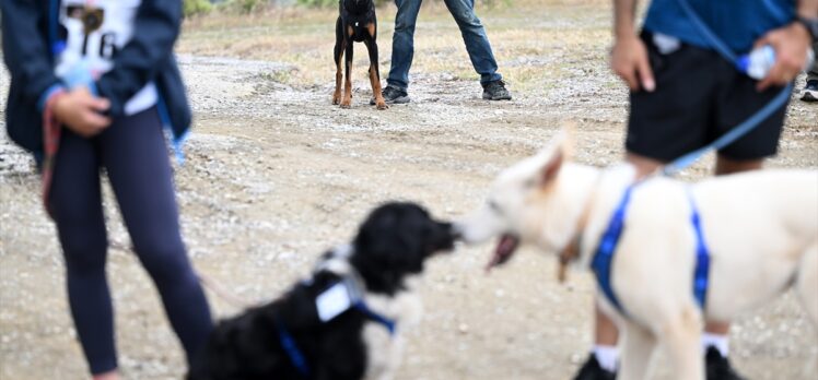 İzmir'de köpekle kros etkinliği düzenlendi