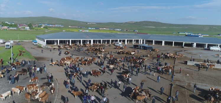 Kars'ta kurbanlıklar alıcı bekliyor