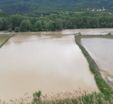 Kastamonu Hanönü'de çeltik tarlaları su altında kaldı