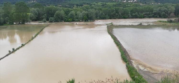 Kastamonu Hanönü'de çeltik tarlaları su altında kaldı