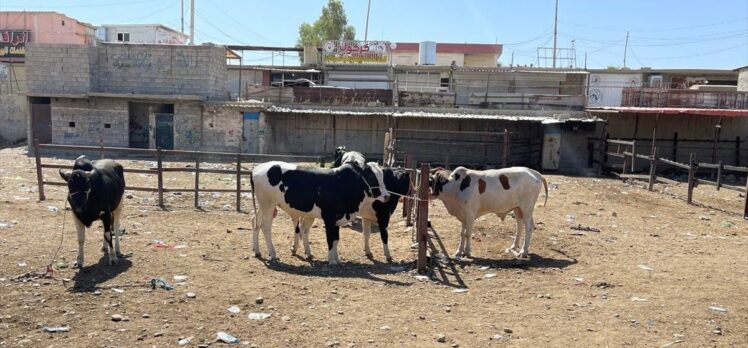 Kerkük'te “Hemorajik ateş” virüsü nedeniyle kurban satışları düştü